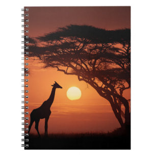 Caderno Espiral Ouro Savannah Sunset Giraffe Silhouette