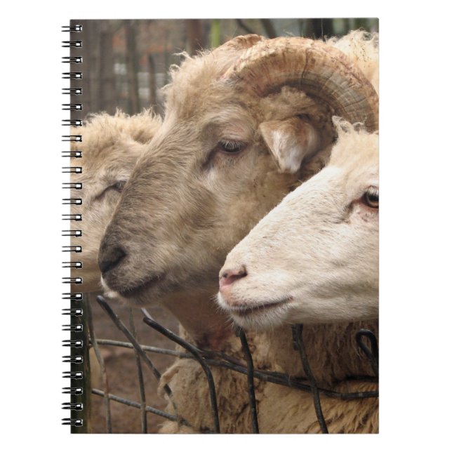Caderno Espiral ovelha (Frente)