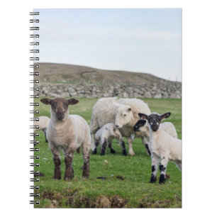 Caderno Espiral Ovelha Shetland