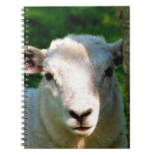 CADERNO ESPIRAL OVINHA BONITA