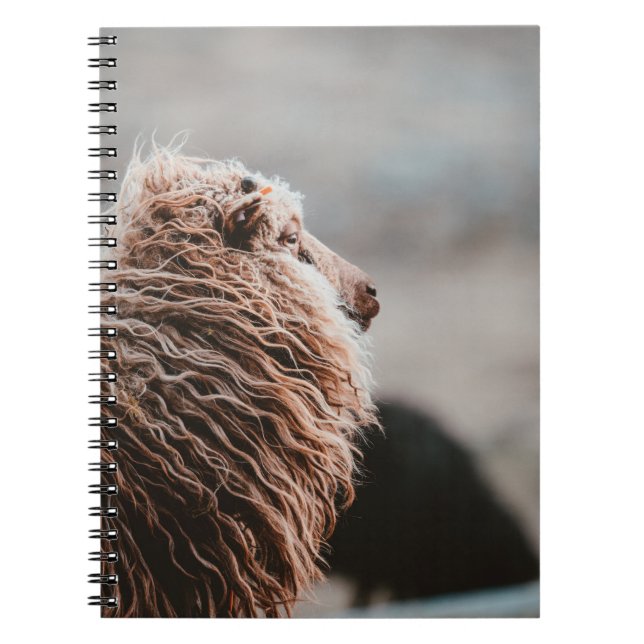 CADERNO ESPIRAL OVINO (Frente)