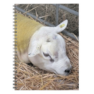 CADERNO ESPIRAL OVINO