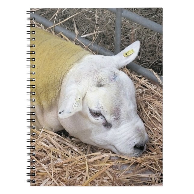 CADERNO ESPIRAL OVINO (Frente)