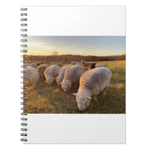 Caderno Espiral Ovinos