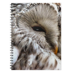 CADERNO ESPIRAL OWLS