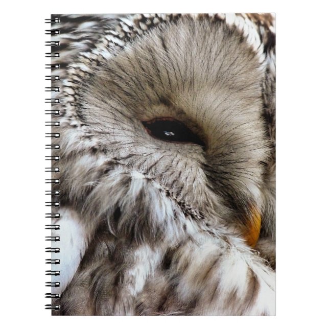 CADERNO ESPIRAL OWLS (Frente)