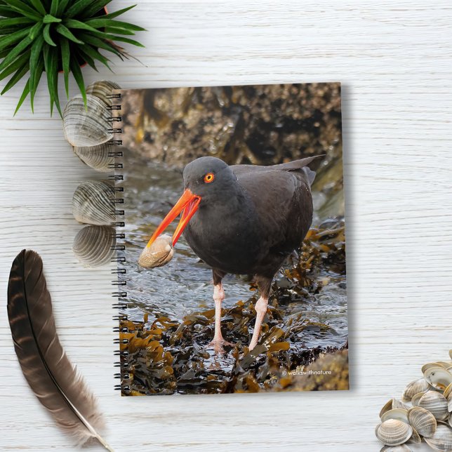 Caderno Espiral Oystercatcher Negro impressionante com Clam (Black Oystercatcher with Clam on the Beach Journal Cover Photo)
