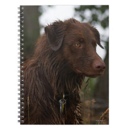 Caderno Espiral P1 Flatlandersam Cão Molhado