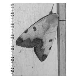 Caderno Espiral P&B - Ophiusa tirhaca, a mariposa-nocturna verde