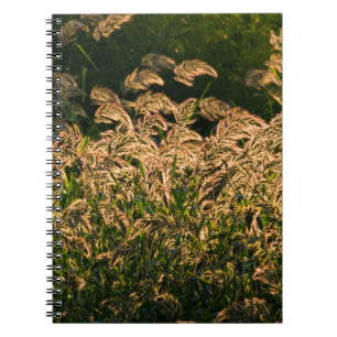Caderno Espiral Painço Selvagem (Panicum Sp.) Crescendo em Área Úm