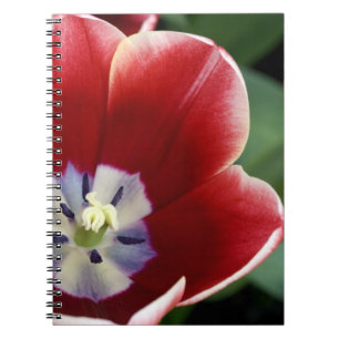 Caderno Espiral Países Baixos (também conhecido como Holanda), Lis