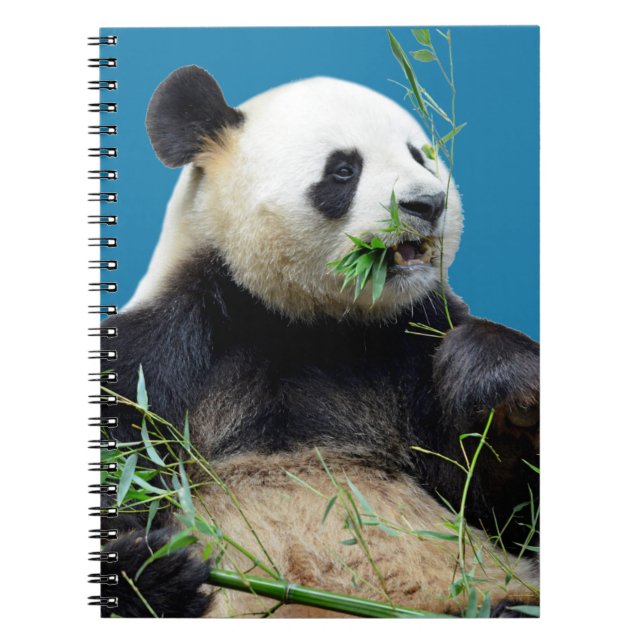 Caderno Espiral Panda gigante isolada comendo bambu (Frente)