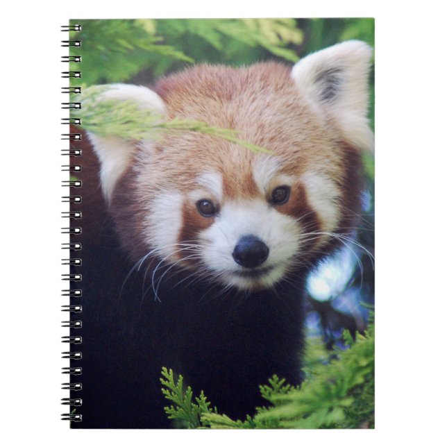 Caderno Espiral Panda vermelha (Frente)