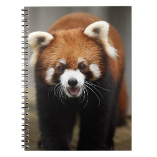Caderno Espiral Panda Vermelha