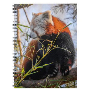 Caderno Espiral Panda vermelha