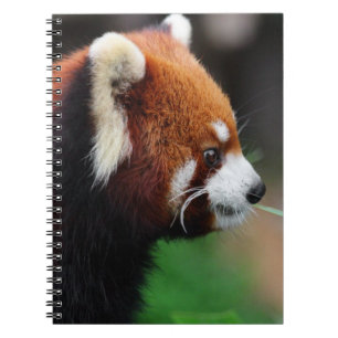 Caderno Espiral Panda vermelha