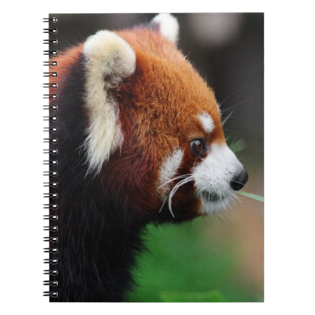 Caderno Espiral Panda vermelha (Frente)