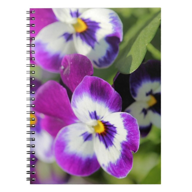 Caderno Espiral Pansy (Frente)