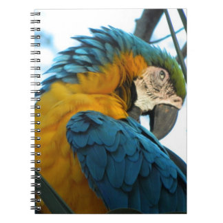 Caderno Espiral Papagaio