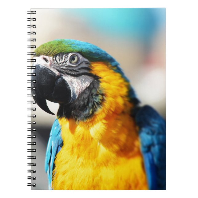 Caderno Espiral papagaio (Frente)