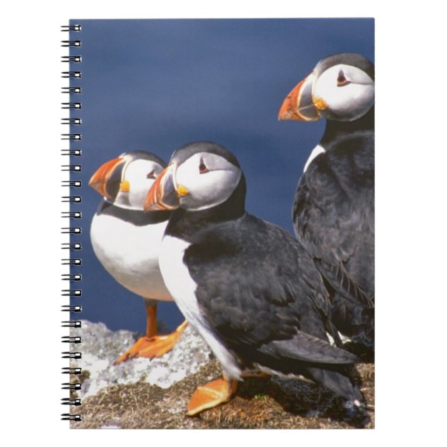 Caderno Espiral Papagaio-do-mar-tastic (Frente)