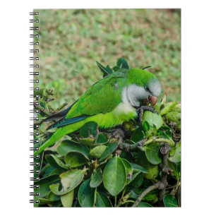 Caderno Espiral Papagaio verde