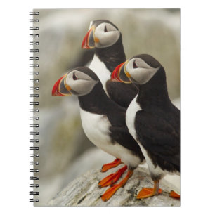 Caderno Espiral Papagaios-do-mar no Machias Seal Island