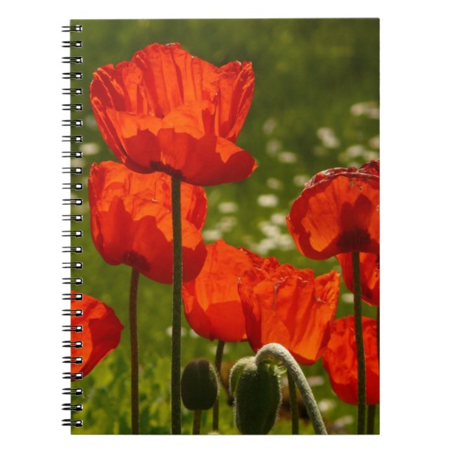 Caderno Espiral Papoulas Brilhantes (Frente)