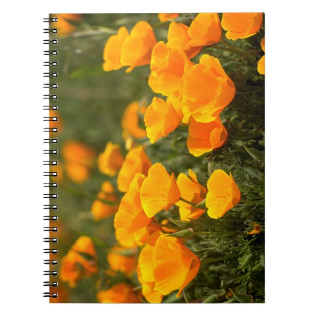 Caderno Espiral Papoulas da Califórnia, Parque Estadual Montana de (Frente)