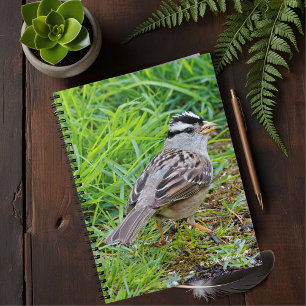 Caderno Espiral Pardal Branco-Coroado bonito na grama