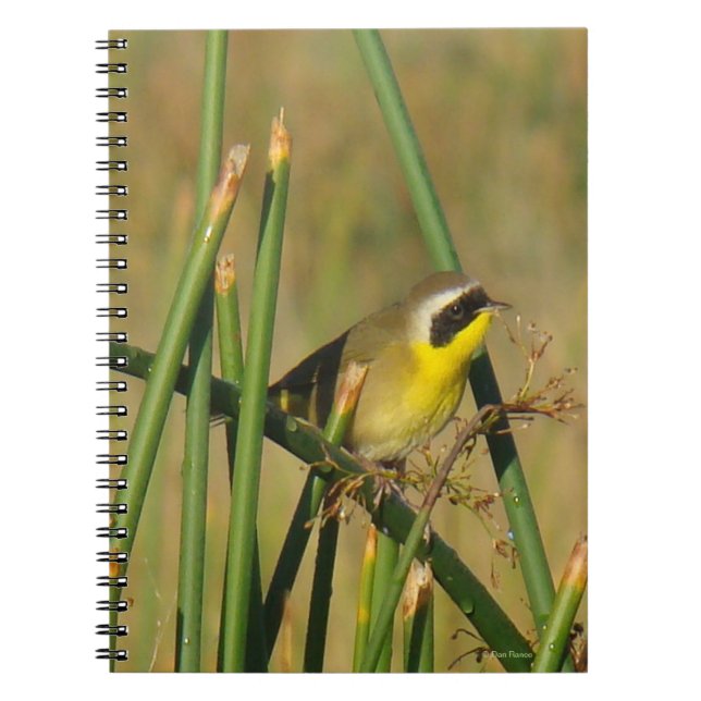 Caderno Espiral Pardal-de-cabeça-preta (Frente)