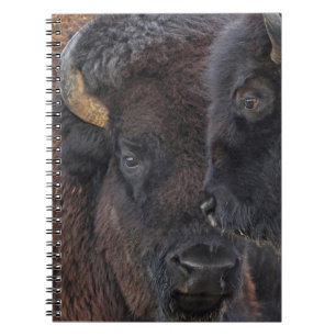 Caderno Espiral Pares ligados Bull do bisonte americano e vaca
