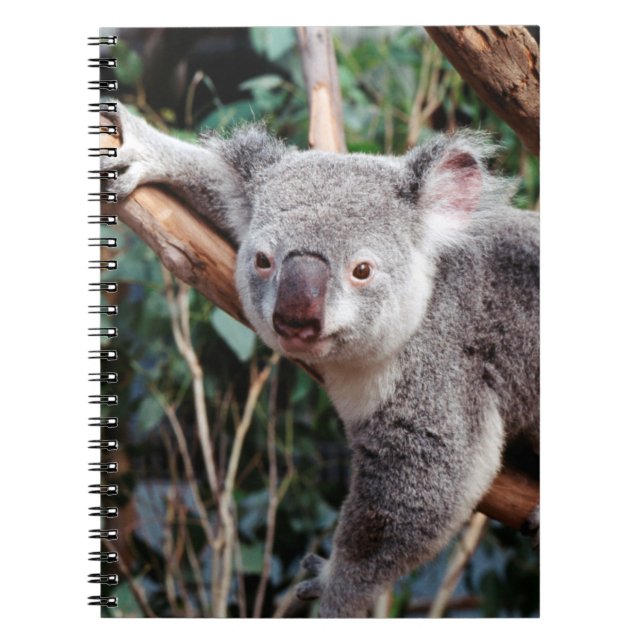 Caderno Espiral Parque da Vida Selvagem de Featherdale, Koala Bear (Frente)