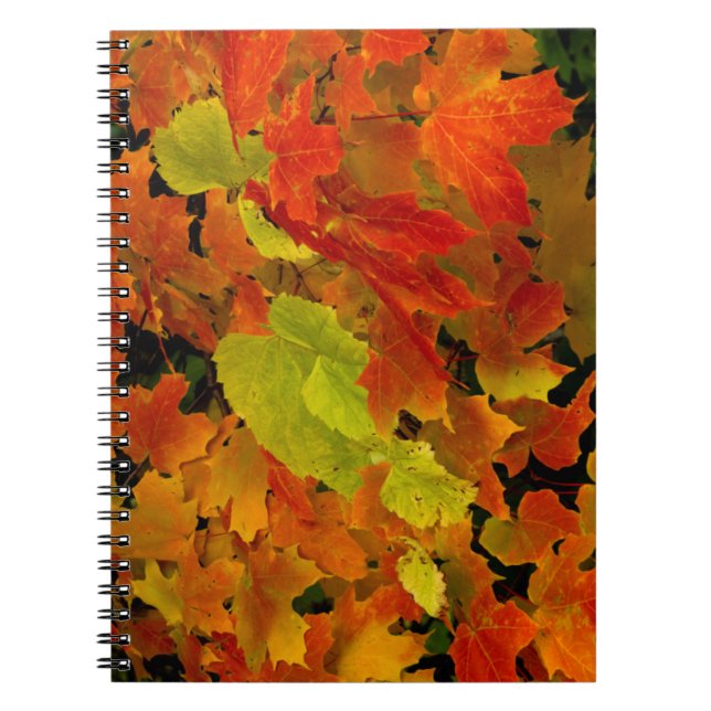 Caderno Espiral Parque Estadual de Itasca, Cores de Outono (Frente)