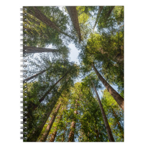 Caderno Espiral Parques Nacionais e Estaduais de Redwood, Califórn