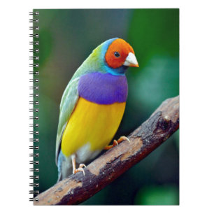 Caderno Espiral Passarinho gouldian colorido