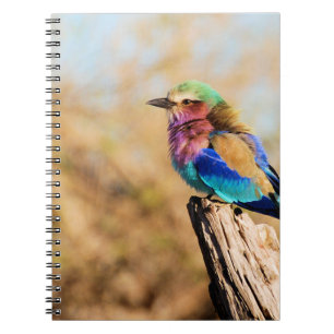 Caderno Espiral Pássaro africano colorido do rolo do