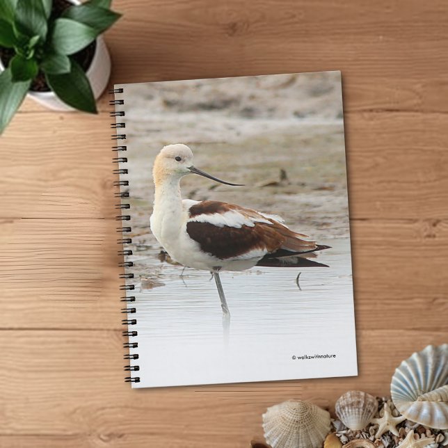 Caderno Espiral Pássaro Ataque Americano Avocet Wading na Praia (Stunning American Avocet at the Beach Journal Cover Photo)
