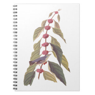 Caderno Espiral Pássaro Canino Verde Azul de Audubon