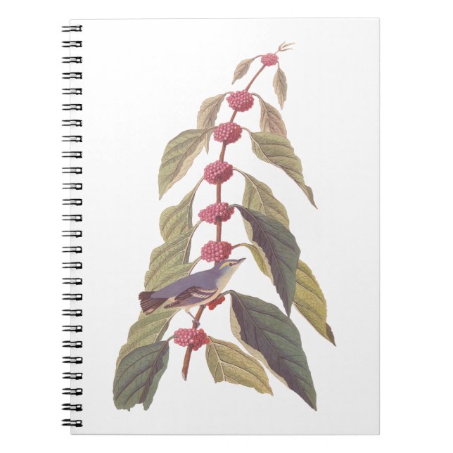 Caderno Espiral Pássaro Canino Verde Azul de Audubon (Frente)