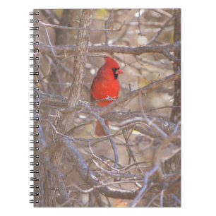 Caderno Espiral Pássaro Cardeal Vermelho no Diário de Notebook em