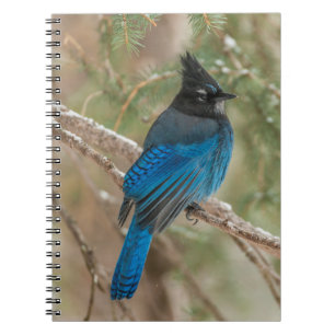Caderno Espiral pássaro gaio-de-steller na árvore