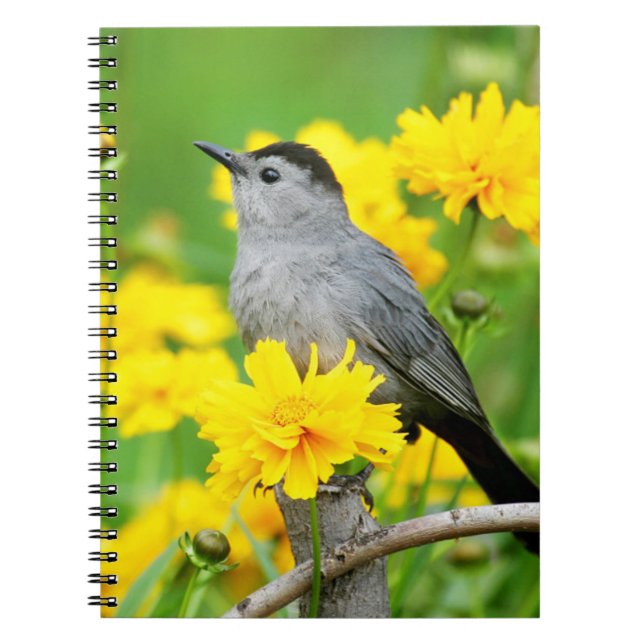 Caderno Espiral Pássaro-gato-cinzento em cerca de madeira (Frente)