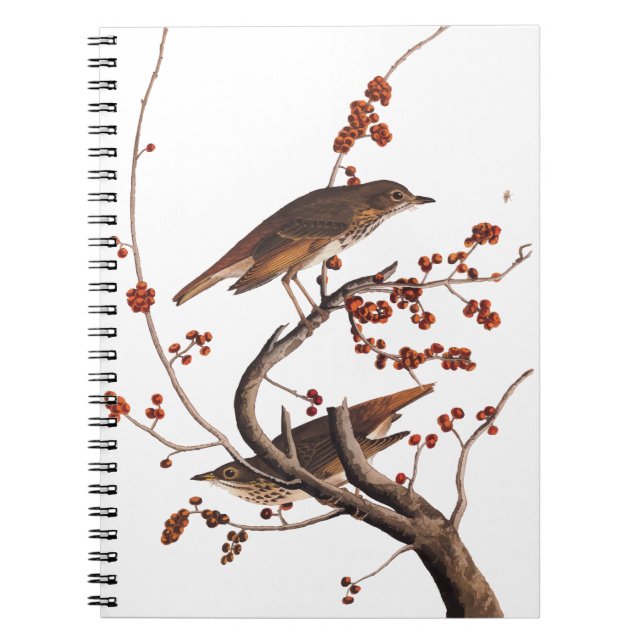 Caderno Espiral Pássaro Hermit Thrush Audubon com Berries Vermelho (Frente)