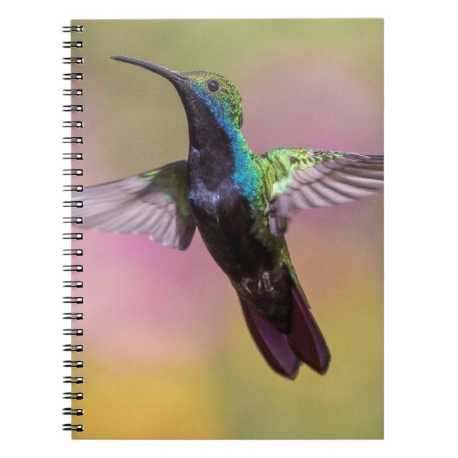 Caderno Espiral Pássaro Humming (Frente)