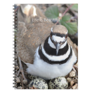 Caderno Espiral Pássaro Killdeer com Ovos (minha fotografia)