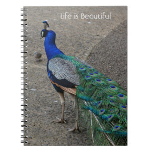 Caderno Espiral Pássaro Pavão Kauai (minha fotografia)