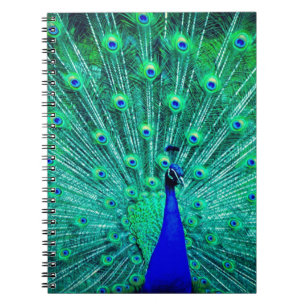 Caderno Espiral Pássaro Peacock Azul Bonito Padrão de tendências m