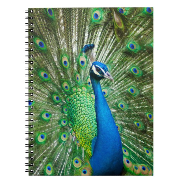 Caderno Espiral Pássaro Peacock Colorido (Frente)