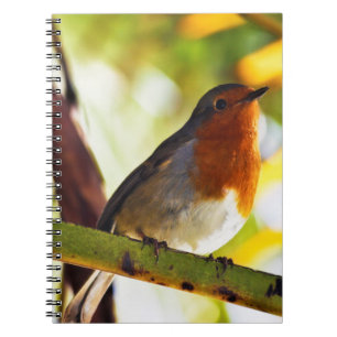 Caderno Espiral Pássaro vermelho do peito do pisco de peito